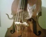 cat on bass bridge.jpeg